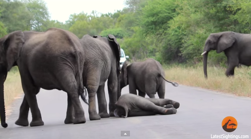 Video: Elefante pierde el conocimiento y compañeros lo auxilian
