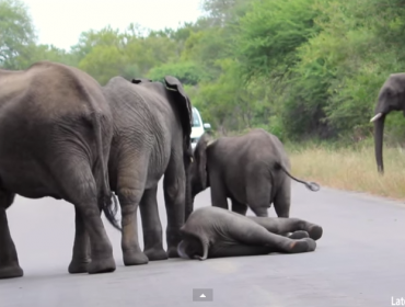 Video: Elefante pierde el conocimiento y compañeros lo auxilian