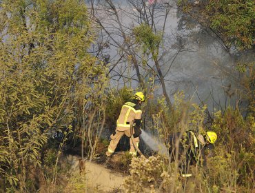 Incendio en Casablanca ha afectado 5 hectáreas