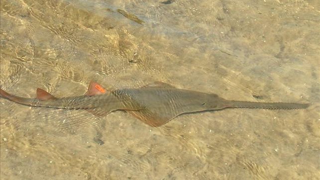 En EE.UU. encuentran peces sierra que se reproducen sin sexo