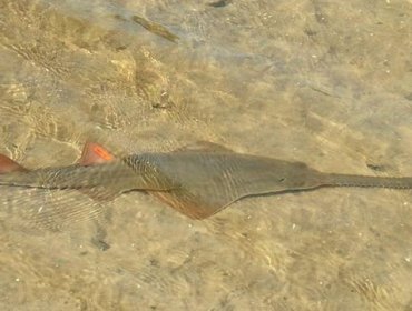 En EE.UU. encuentran peces sierra que se reproducen sin sexo