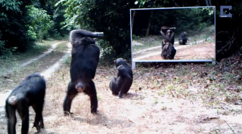 Video: Mira cómo reaccionan animales salvajes frente a un espejo