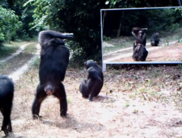 Video: Mira cómo reaccionan animales salvajes frente a un espejo