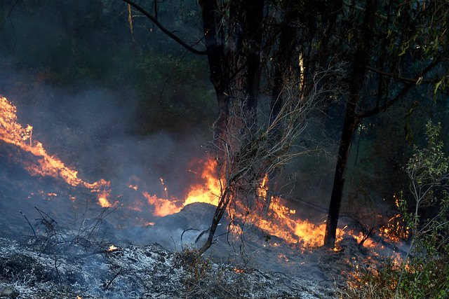 Alerta roja en Alhué por incendio forestal