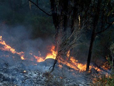 Alerta roja en Alhué por incendio forestal