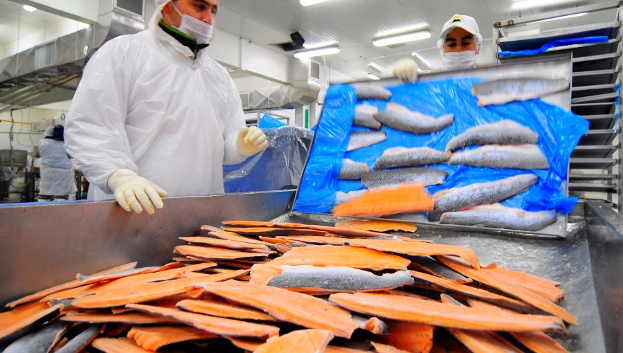 Fracasa fusión de salmonera AquaChile con la noruega Marine Harvest