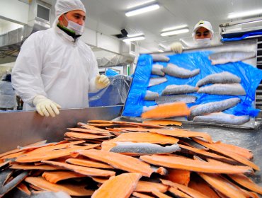 Fracasa fusión de salmonera AquaChile con la noruega Marine Harvest