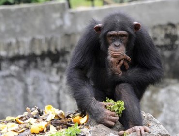 Chimpancés alcohólicos: Estudio revela que beben voluntariamente