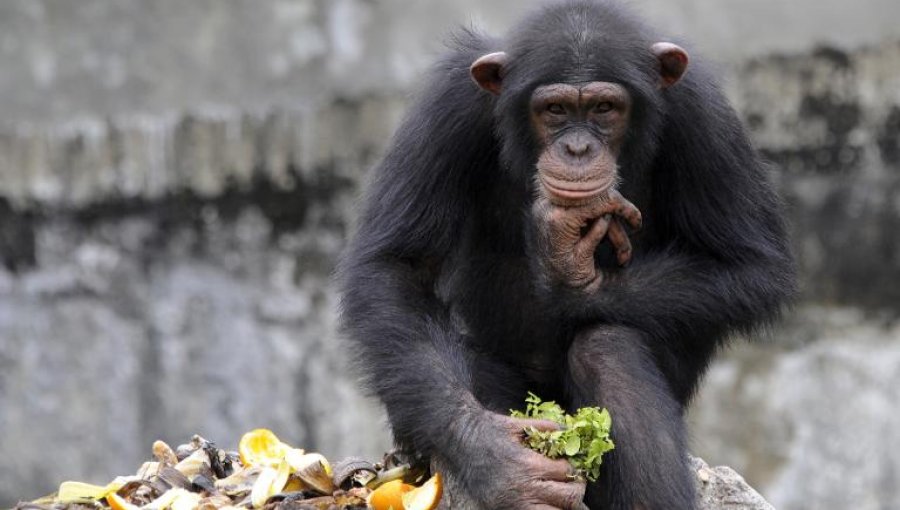 Chimpancés alcohólicos: Estudio revela que beben voluntariamente