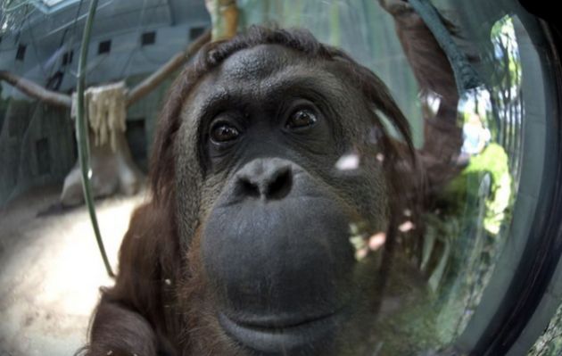 Animalistas piden a Justicia argentina liberar del zoo a la chimpancé Cecilia