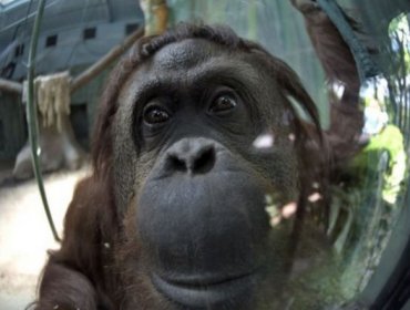 Animalistas piden a Justicia argentina liberar del zoo a la chimpancé Cecilia