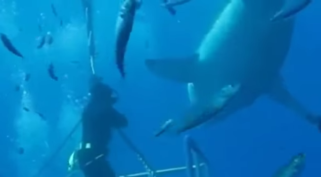 Video: El tiburón blanco más grande del mundo, "Deep Blue"