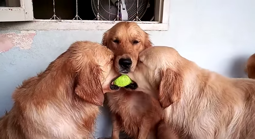 Video: Perros pelean por una pelota de tenis