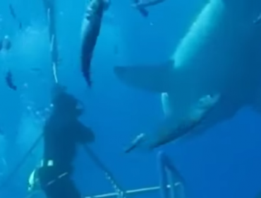 Video: El tiburón blanco más grande del mundo, "Deep Blue"