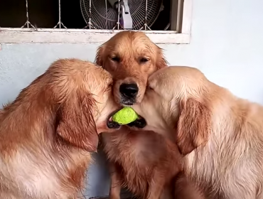 Video: Perros pelean por una pelota de tenis