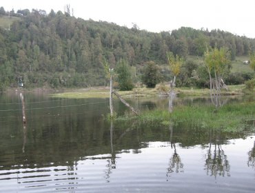 Comunidades mapuche reclaman contra trabajos de futura central Neltume