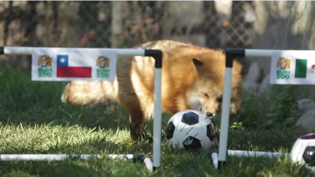 Video: Zincha predice ganador entre Chile v/s México