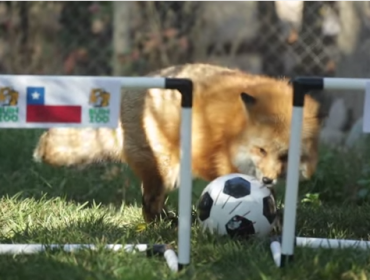 Video: Zincha predice ganador entre Chile v/s México