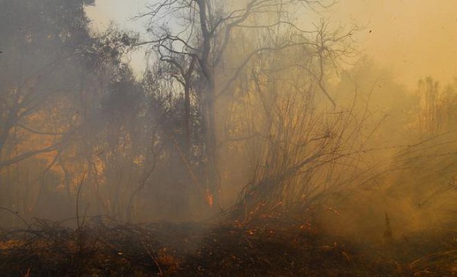 Incendio forestal logra ser controlado y se retira Alerta Roja para Quilpué