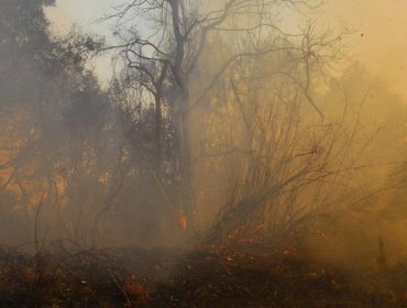 Incendio forestal logra ser controlado y se retira Alerta Roja para Quilpué