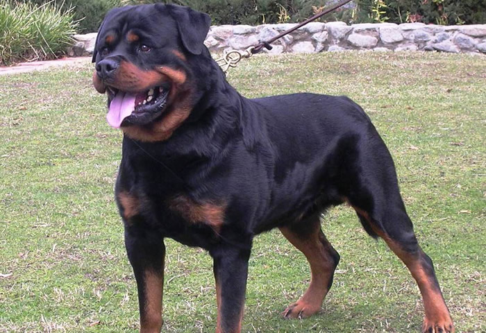 Perro rottweiler mata a un bebé de dos meses en Argentina