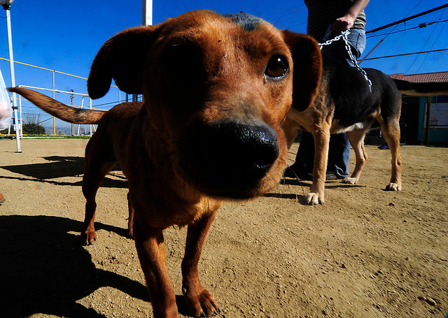 Fundación exige que se prohíba la venta de perros y llama a la adopción