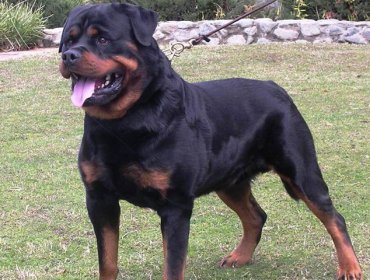 Perro rottweiler mata a un bebé de dos meses en Argentina