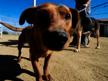 Fundación exige que se prohíba la venta de perros y llama a la adopción