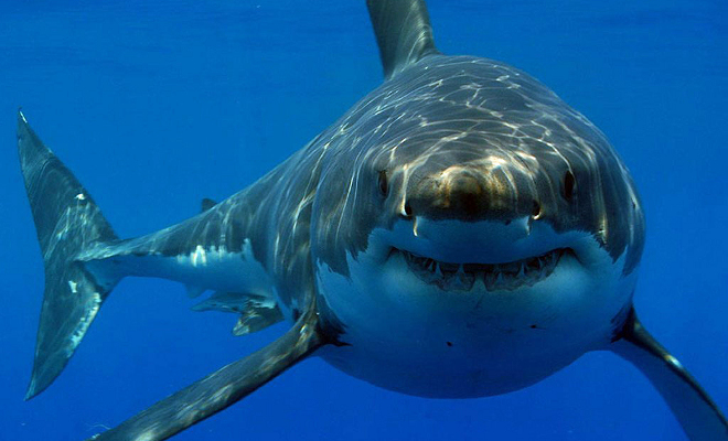 Crean en Australia un aparato de uso personal para repeler tiburones