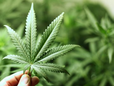 Legalizar la marihuana medicinal no incrementa su consumo en adolescentes