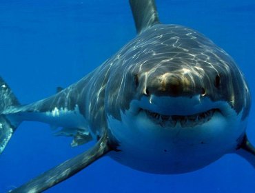 Crean en Australia un aparato de uso personal para repeler tiburones