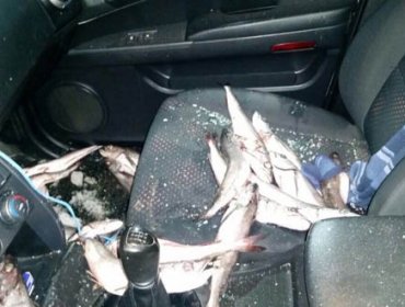 Desconocidos atacaron a funcionarios de Sernapesca en región del Maule