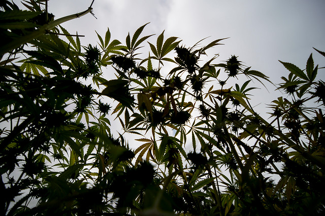 Carabineros descubre más de 1800 plantas de marihuana en Valparaíso