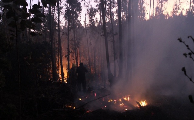 Onemi declara Alerta Roja por incendio forestal en Lago Peñuelas