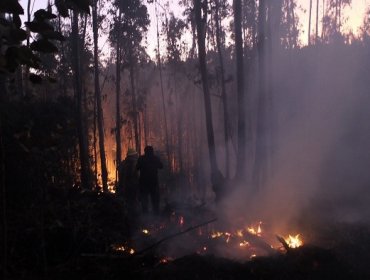 Onemi declara Alerta Roja por incendio forestal en Lago Peñuelas