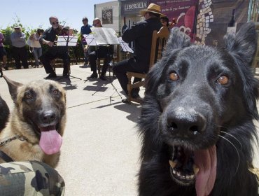 Ecologistas en guerra por celebración donde comen carne de perro en china