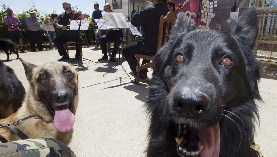 Ecologistas en guerra por celebración donde comen carne de perro en china