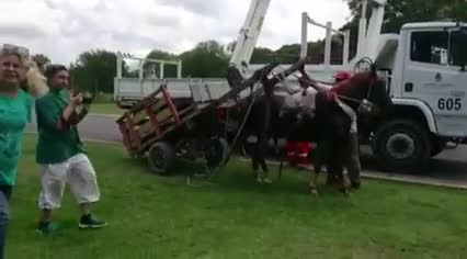 Video: Mira la reacción de un caballo al ser liberado tras una vida de tirar de una carreta