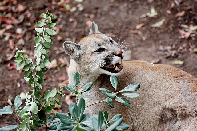 Personal del Gope y Zoológico Metropolitano buscan puma en Vitacura