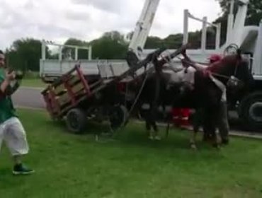 Video: Mira la reacción de un caballo al ser liberado tras una vida de tirar de una carreta