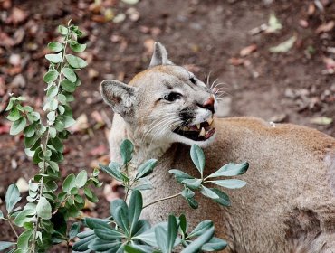 Personal del Gope y Zoológico Metropolitano buscan puma en Vitacura