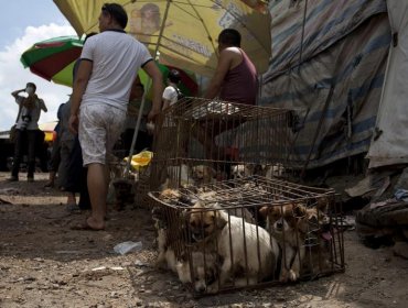 Activistas protestan ante Festival de Carne de Perro en el suroeste China