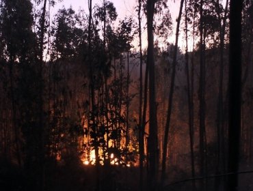 Se mantiene la Alerta Roja por incendios forestales en la región de Valparaíso