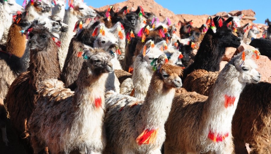 Utilizan rebaños de llamas para traficar cocaína desde Bolivia a Chile