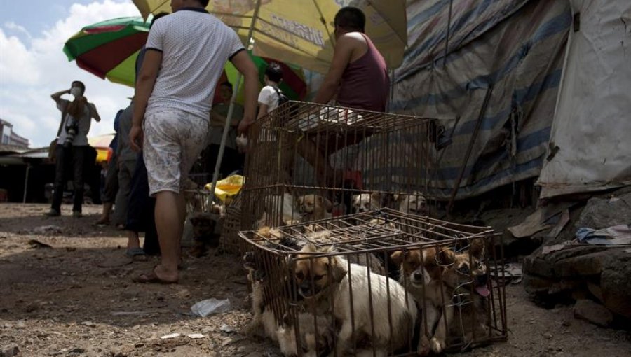 Activistas protestan ante Festival de Carne de Perro en el suroeste China