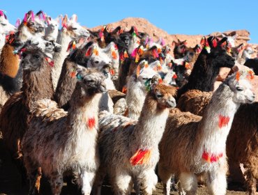 Utilizan rebaños de llamas para traficar cocaína desde Bolivia a Chile