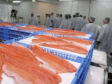 Salmonera AquaChile acuerda crédito sindicado por 290 millones de dólares