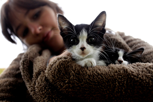 Tradición de pueblo en Portugal: Quemar un gato vivo