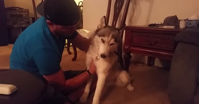 Video: Perrito siberiano bajo los efectos de marihuana