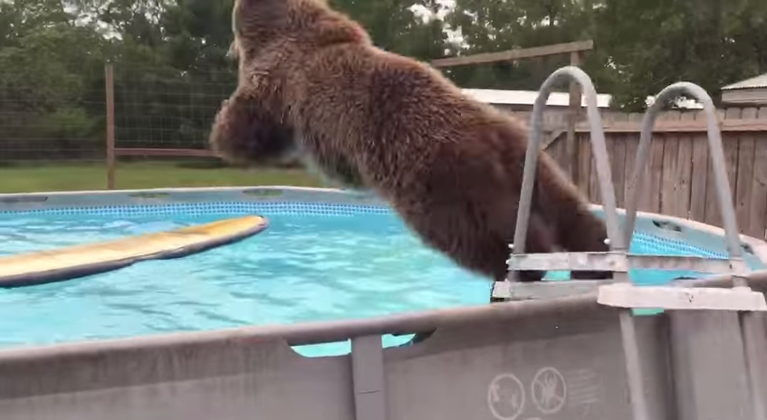 Video: Oso bueno para la piscina la rompe en Youtube